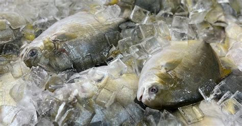 Frozen Rohu (Whole, 10 kg Case)