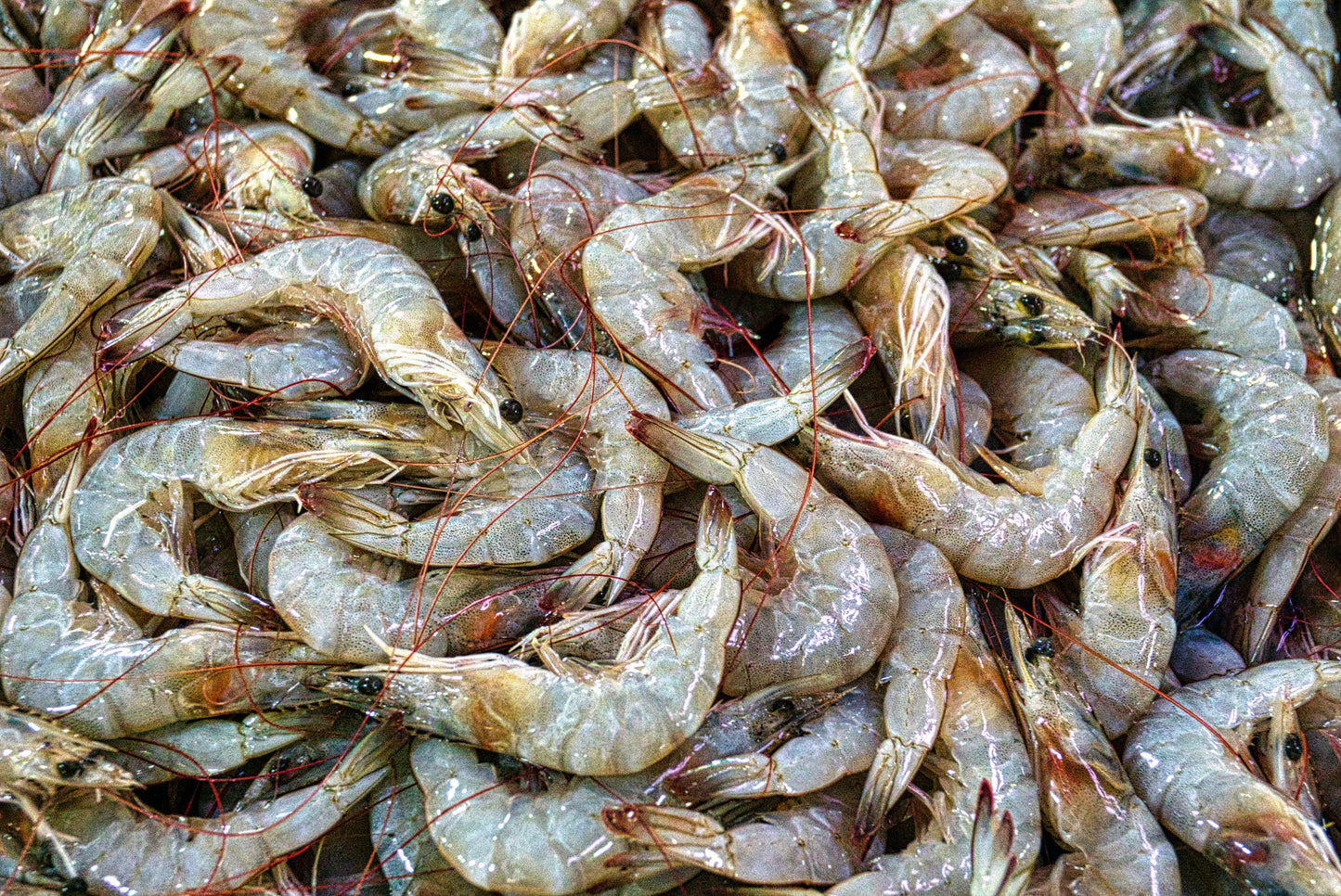 Frozen Shrimp / Prawns – 2 kg Pack